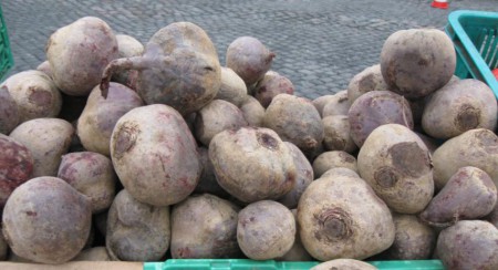 přeměny kořene - bulvy - červená řepa